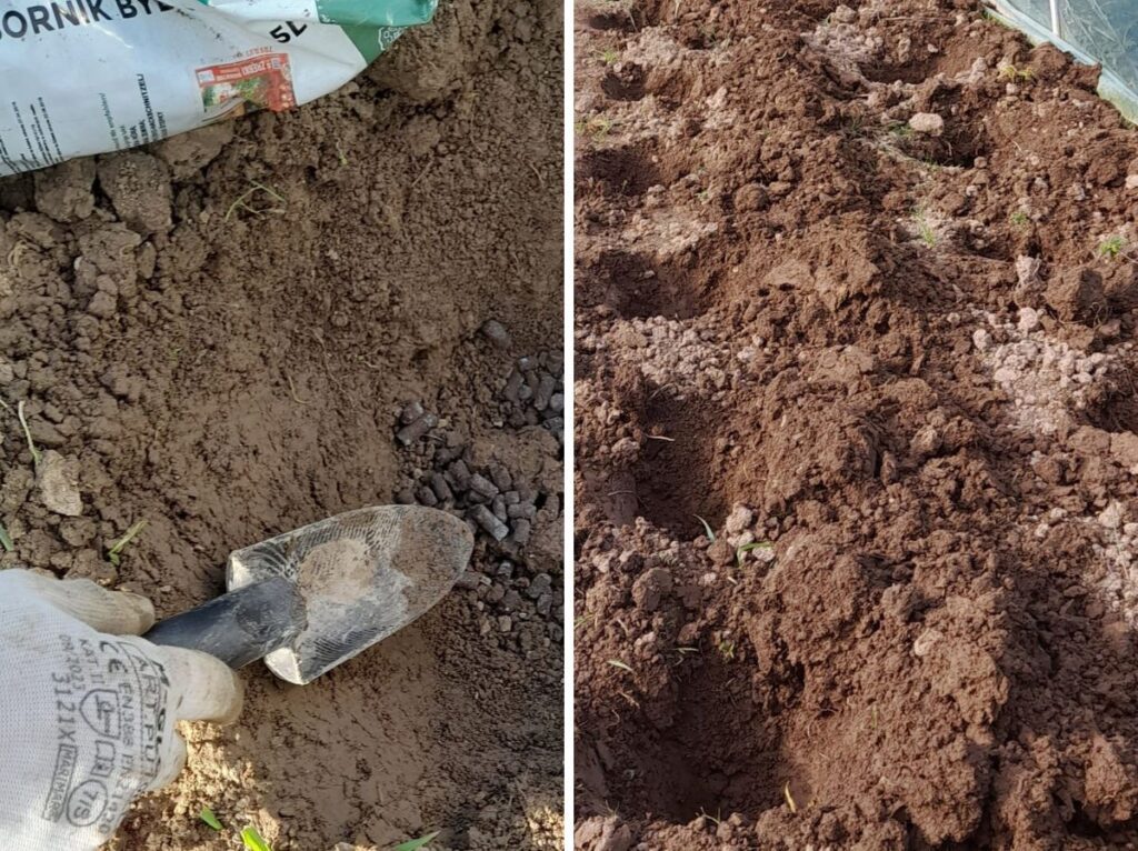 Kiedy przygotować glebę pod pomidory w tunelu