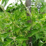 Najlepsze pomidory gruntowe