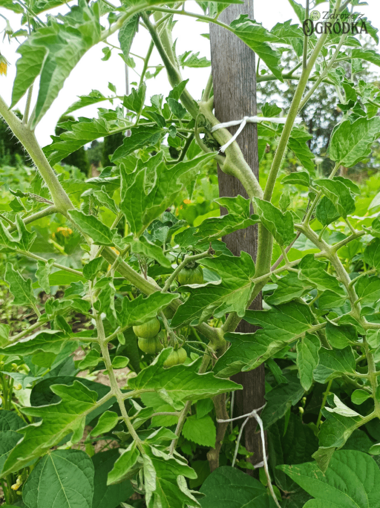 Najlepsze pomidory gruntowe