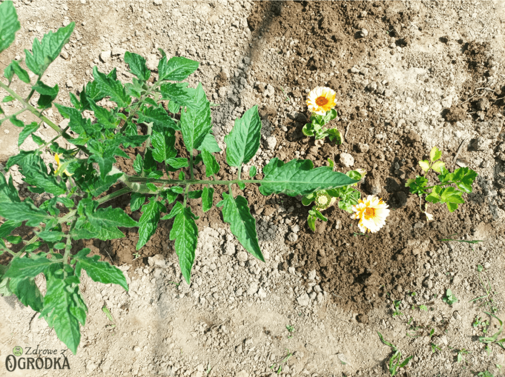 Jak przygotować ziemię pod pomidory w tunelu