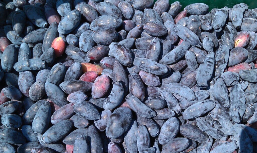 Jagoda kamczacka wymagania uprawa