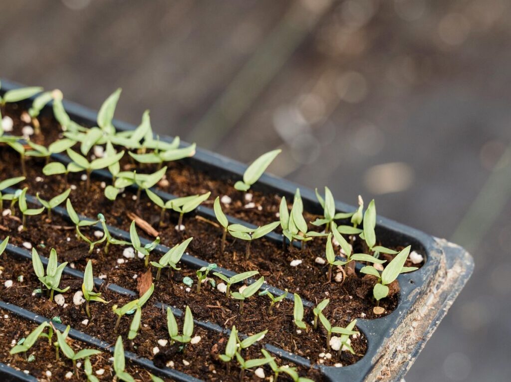 Kiedy siać pomidory na rozsadę Kiedy siać pomidory