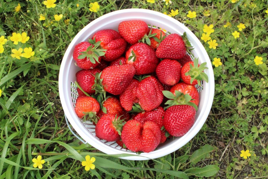 Soczyste truskawki są bogate w witaminy