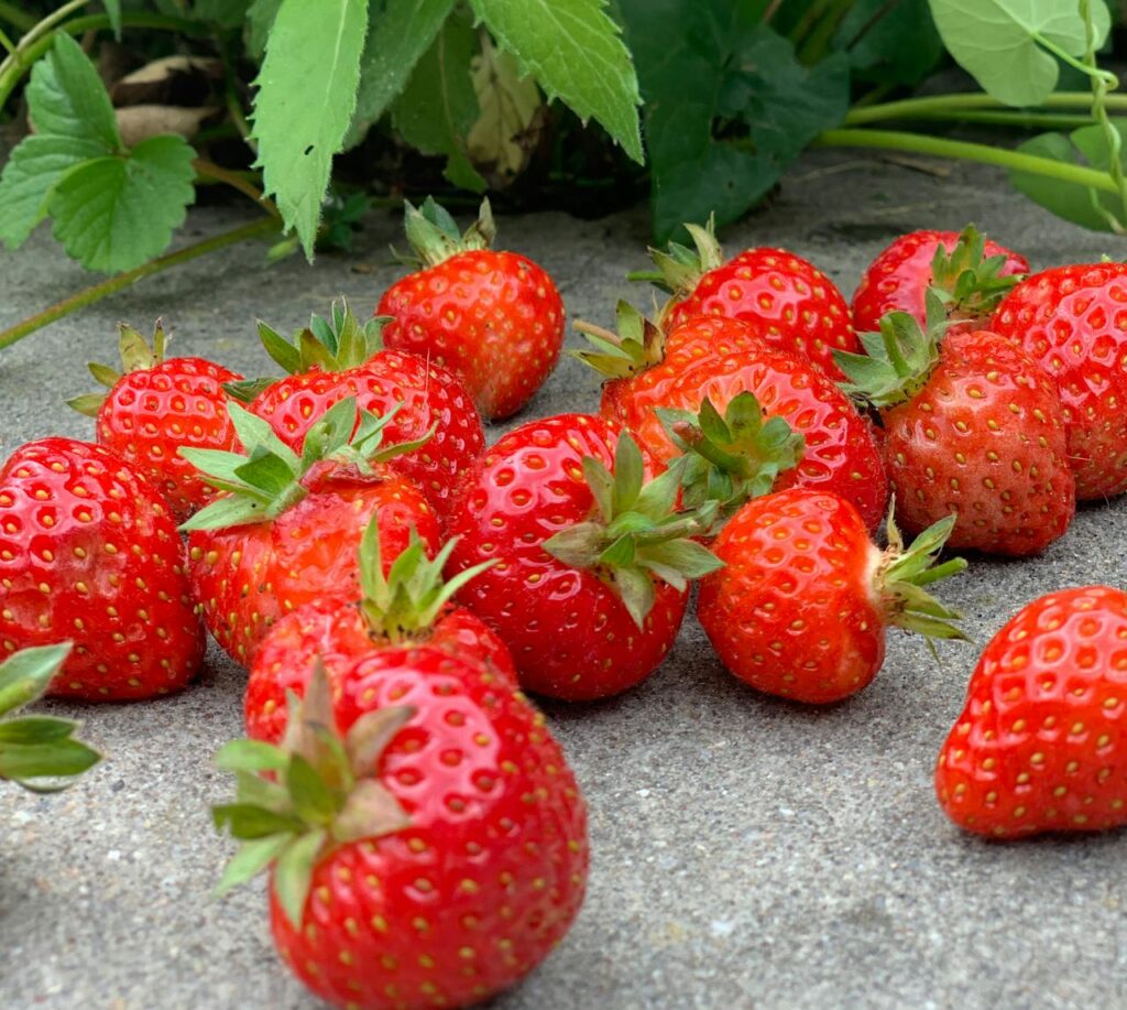 Soczyste czerwone truskawki