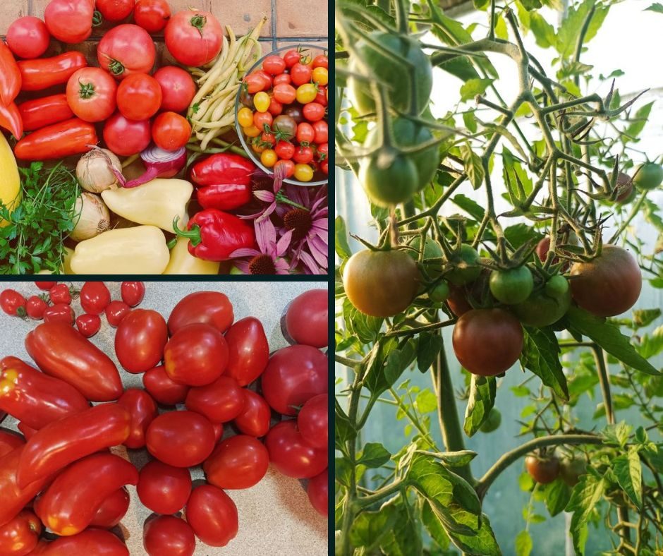 Top 5 pomidorów do tunelu foliowego