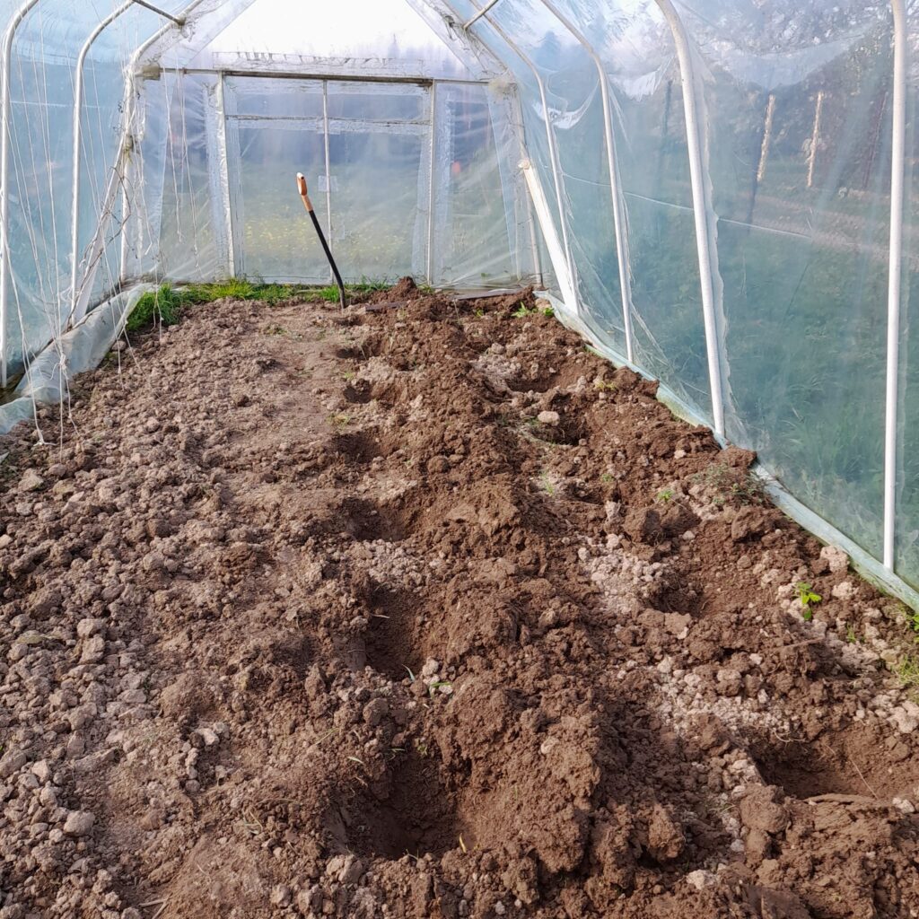 Dołki wykopane pod pomidory w tunelu foliowym