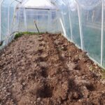 Dołki wykopane pod pomidory w tunelu foliowym