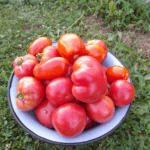 Najlepsza odmiana pomidora do tunelu
