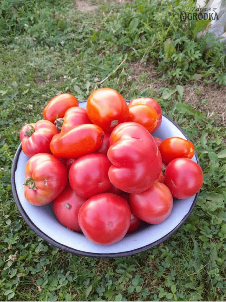 Najlepsza odmiana pomidora do tunelu