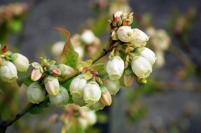 Borówka amerykańska kwiaty