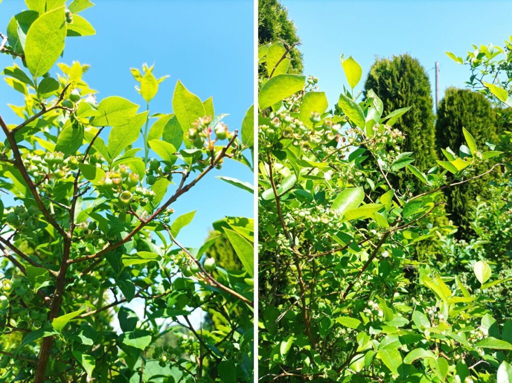 borówka amerykańska uprawa