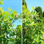 borówka amerykańska uprawa