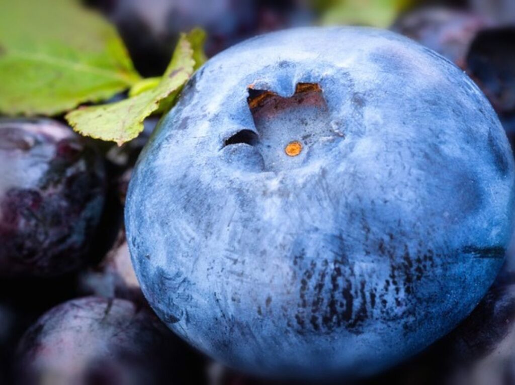 borówka amerykańska jak sadzimy