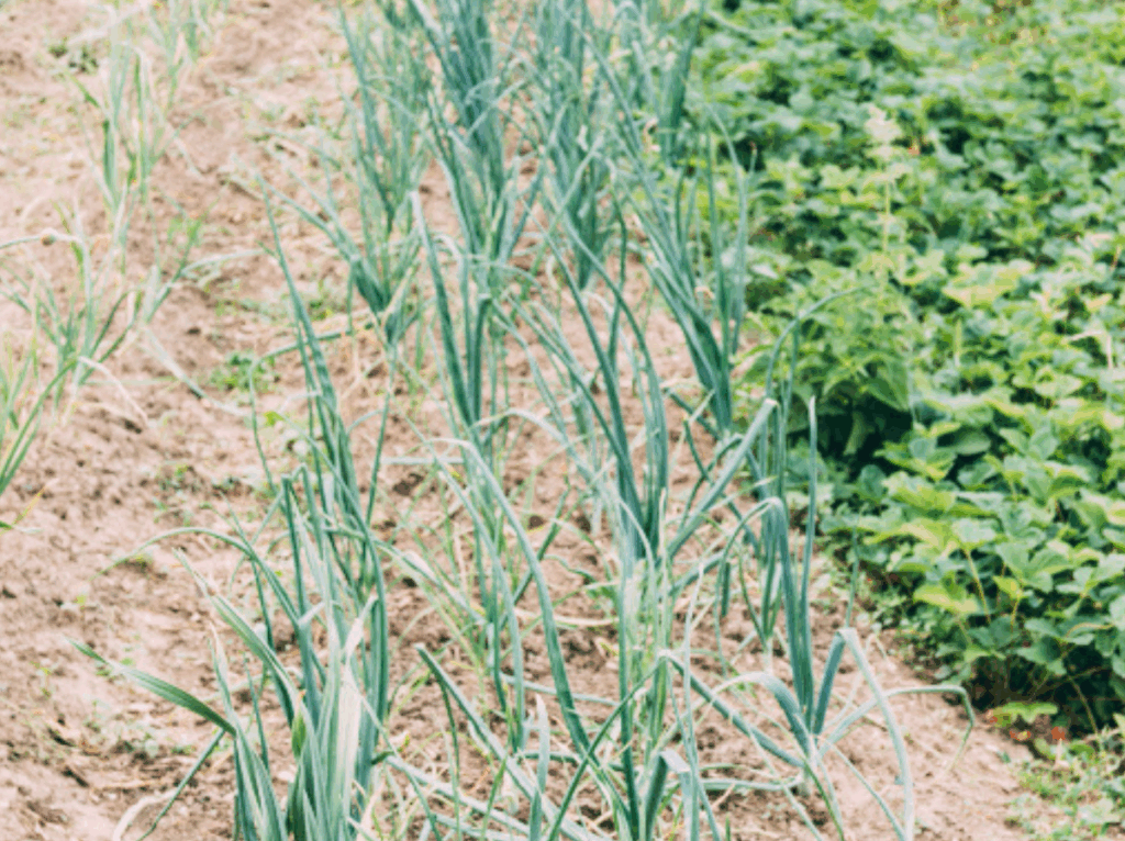 co sadzić obok czosnku Co sadzić obok czosnku w ogrodzie