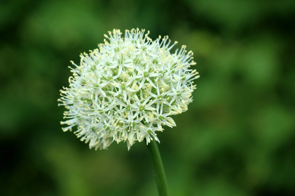 Aby uzyskać duże główki czosnku trzeba zrywać kwiaty zanim się rozwiną