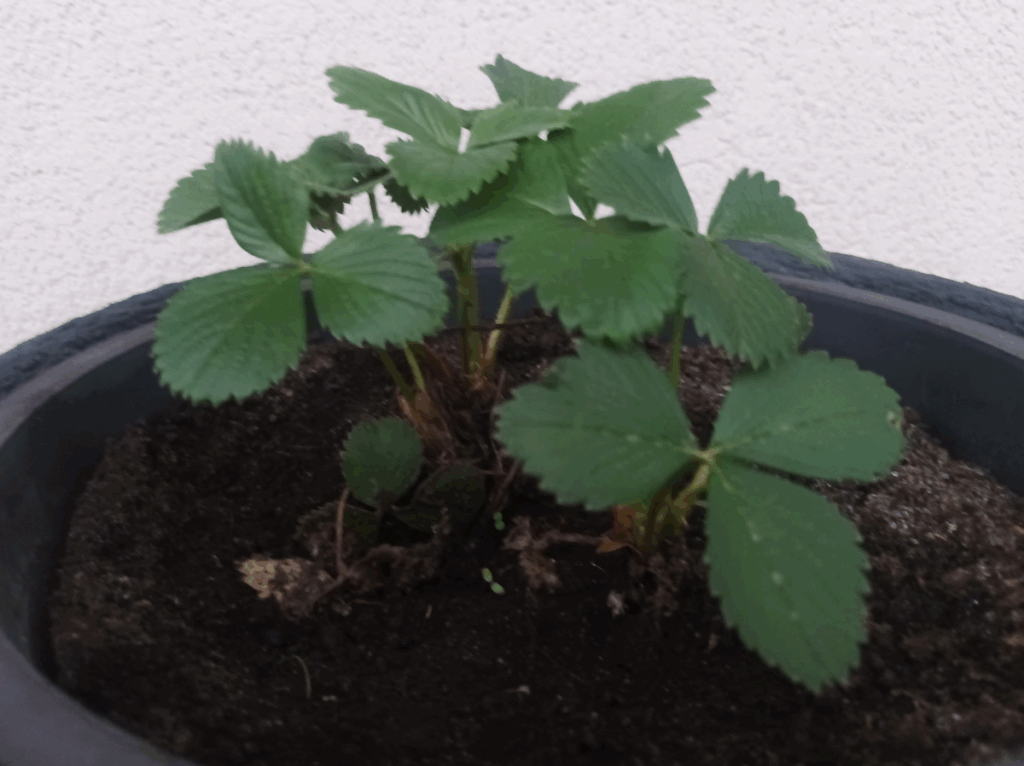 jak uprawiać truskawki wiszące