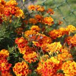 Sąsiedztwo kwiatów grządki kwiatowo - warzywne