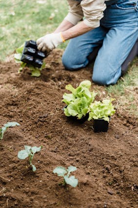 Sąsiedztwo warzyw sałata i kalarepa