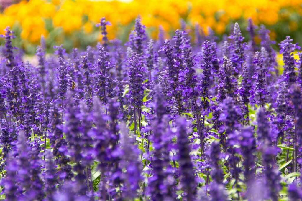 Kukułka, storczyk szerokolistny, stoplamek to rodzimy storczyk o prostej, grubej łodydze. Kukułka, storczyk szerokolistny, stoplamek to rodzimy storczyk o prostej, grubej łodydze.