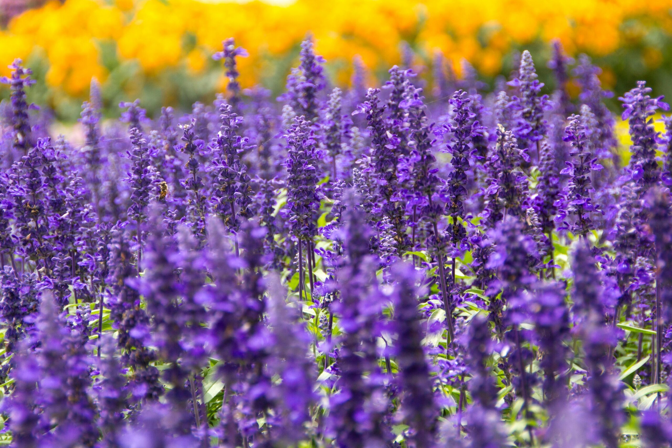 Kukułka roślina z łąki