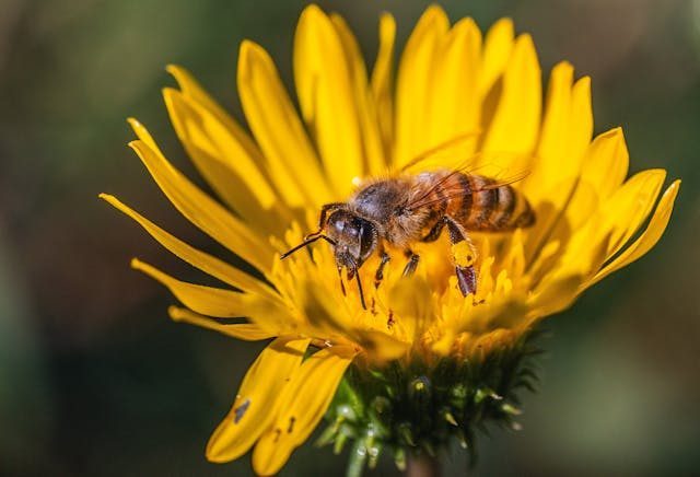 Mniszek lekarski przyciąga pszczoły