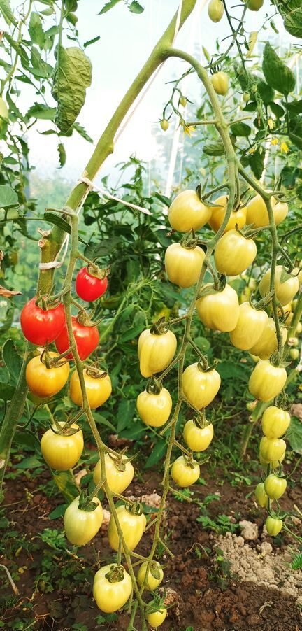 Ogławianie pomidorów. Ważny zabieg na koniec sezonu Ogławianie pomidorów przyśpiesza dojrzewanie pomidorów truskawkowych