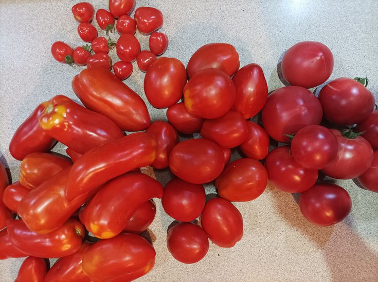 najlepsze pomidory do tunelu