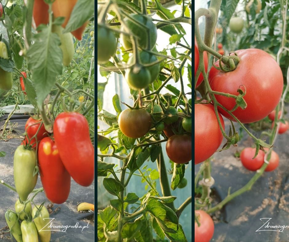 Najlepsza odmiana pomidora do tunelu
