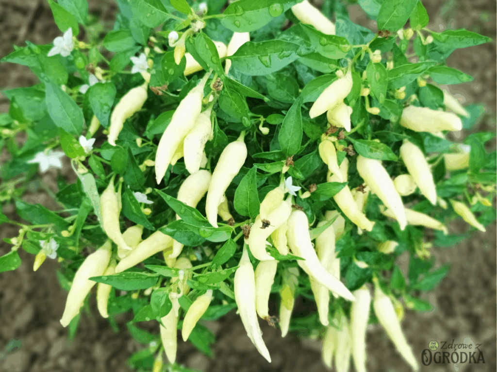 sąsiedztwo warzyw dla papryki