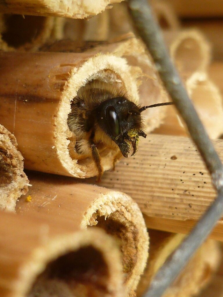 Dzika pszczoła w hotelu dla owadów