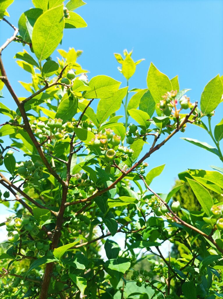 Odmiany borówki amerykańskiej