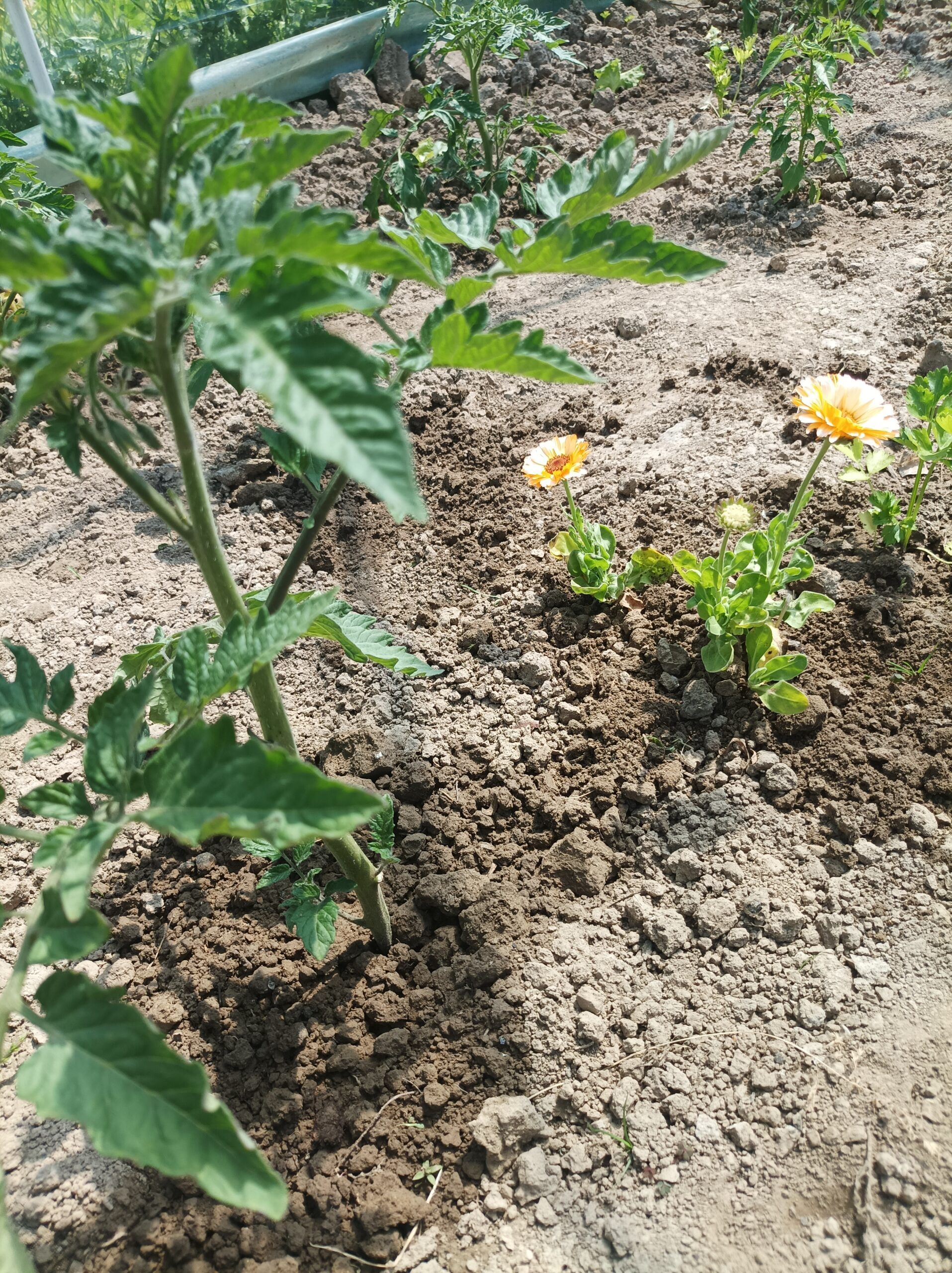 Sąsiedztwo pomidorów Nagietki obok pomidorów
