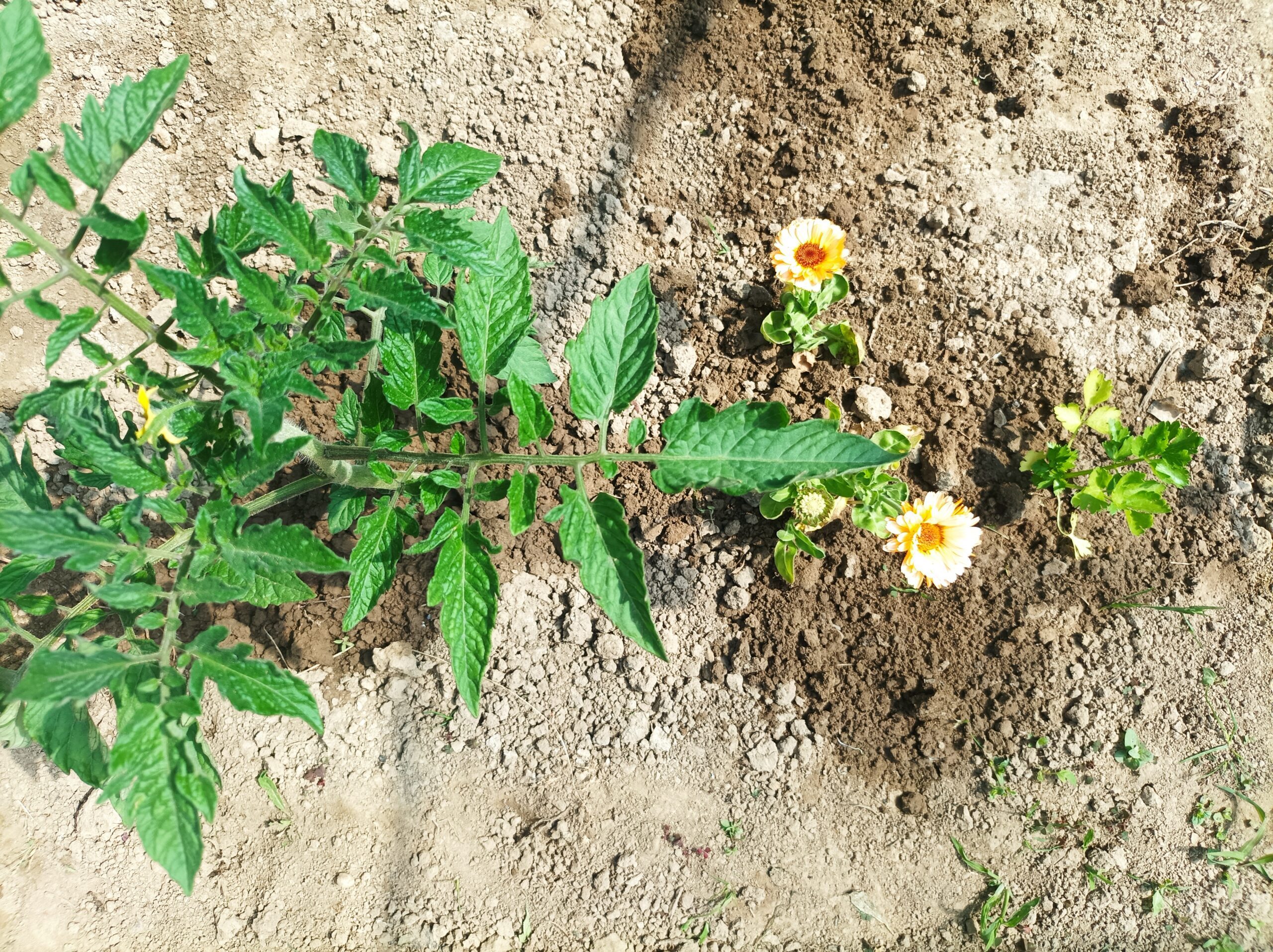 Kwiaty i zioła rosnące obok pomidorów w ogrodzie