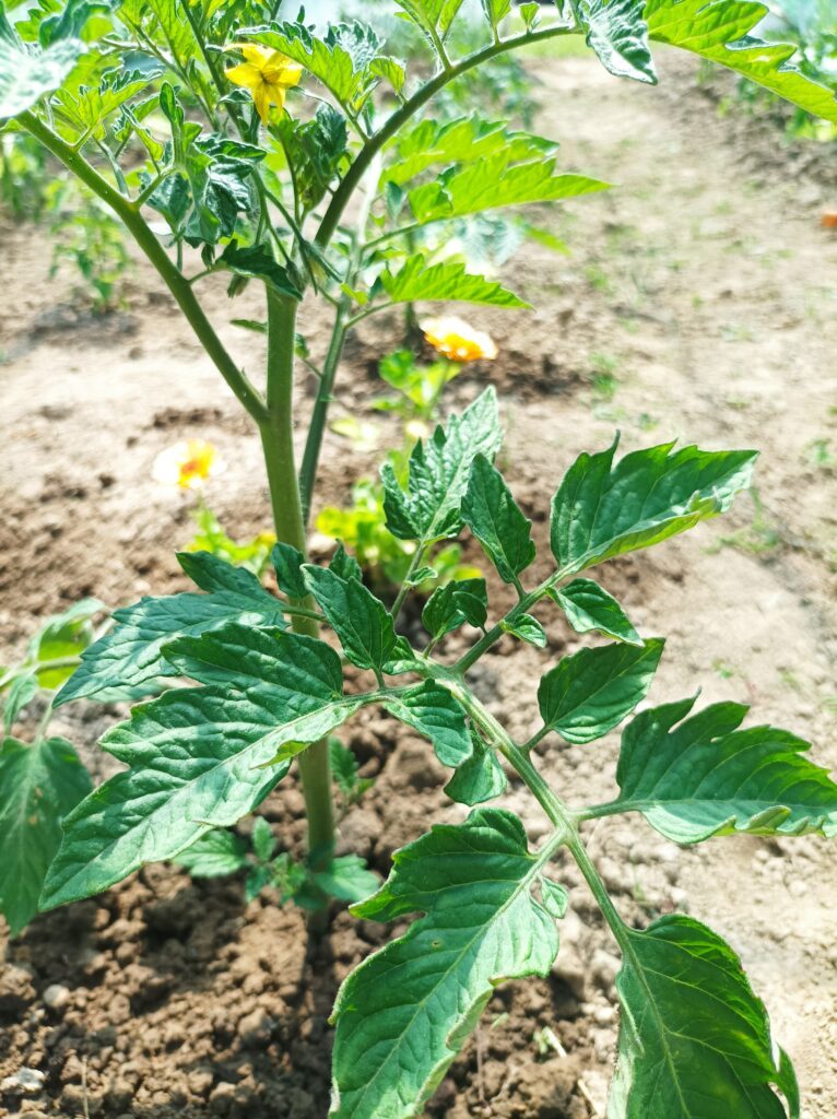 Przygotowana ziemia pod pomidory w tunelu