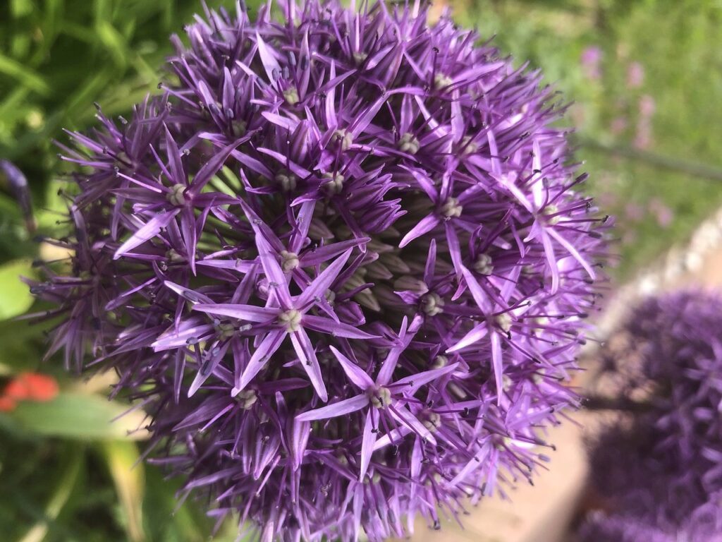 Co sadzić obok czosnku