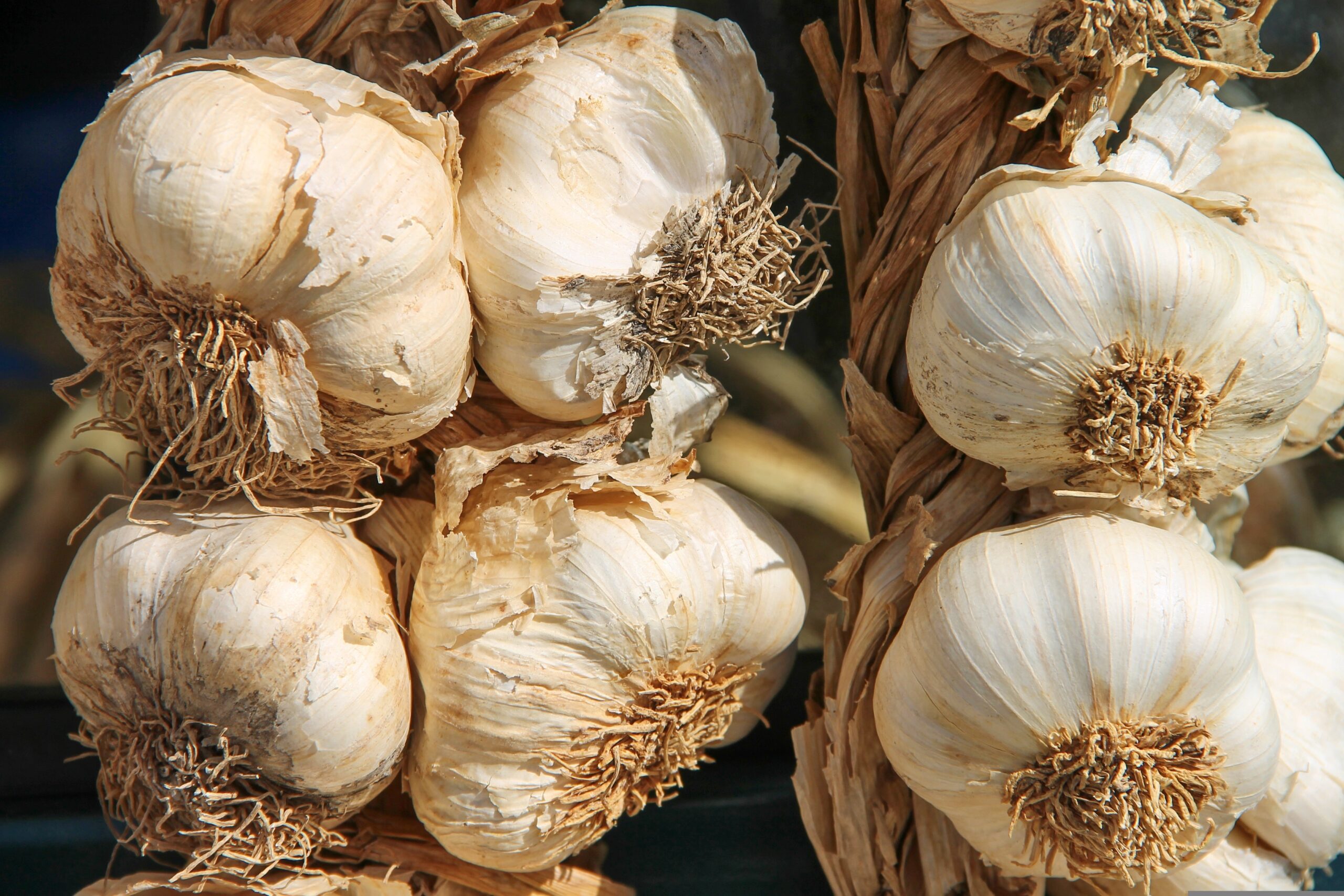 manfredrichter-garlic-3747176