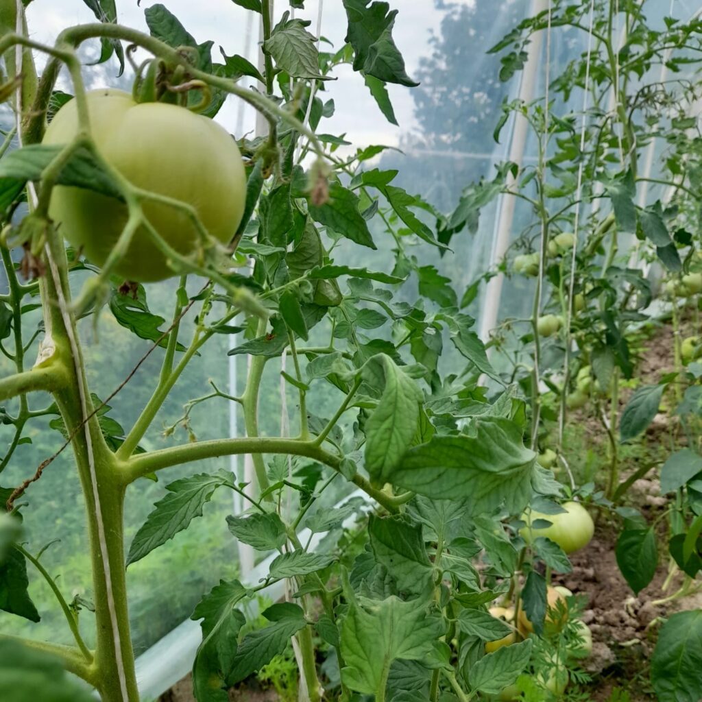 Regularne usuwanie wilków jest kluczowe dla wzrostu rośliny Obrywaj małe pędy boczne palcami