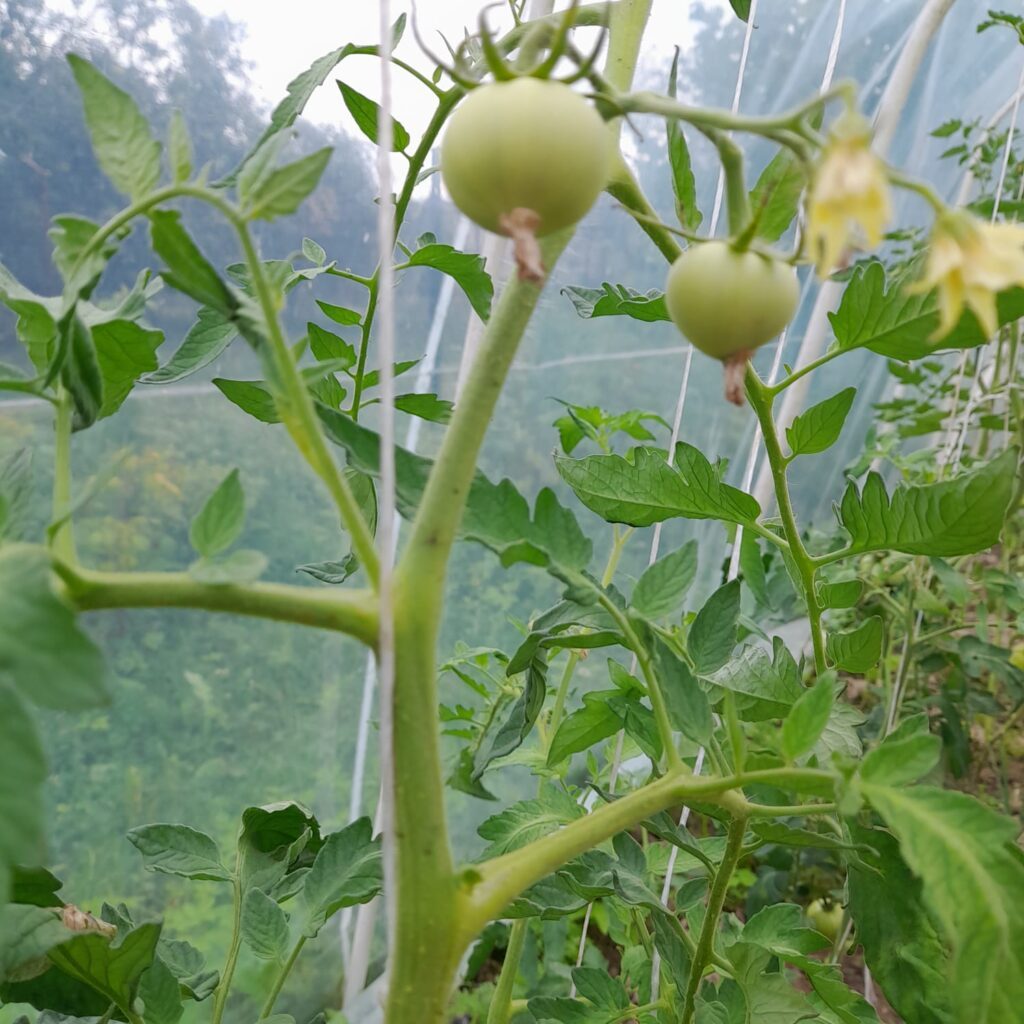 Usuń wilki i pędy boczne z pomidorów. Owoce będą większe Usuń wilki i pędy boczne z pomidorów, wzmocnij roślinę