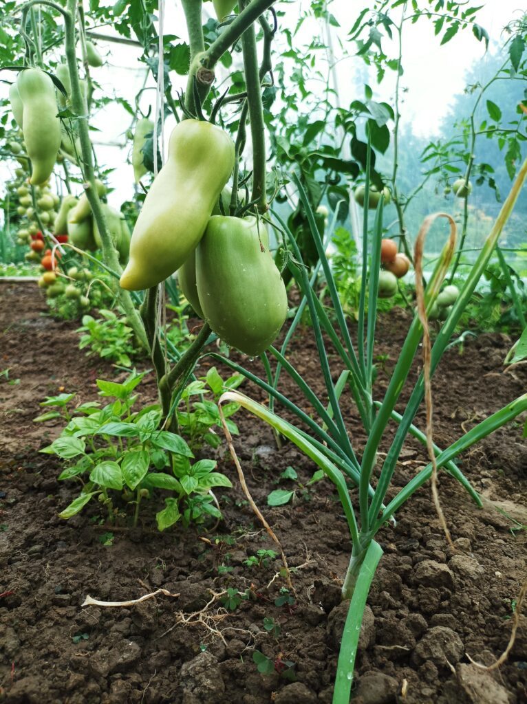 Kluczowy zabieg w pielęgnacji pomidorów to obrywanie liści Oberwij chore lub uszkodzone liście to krzewy pozostaną zdrowe