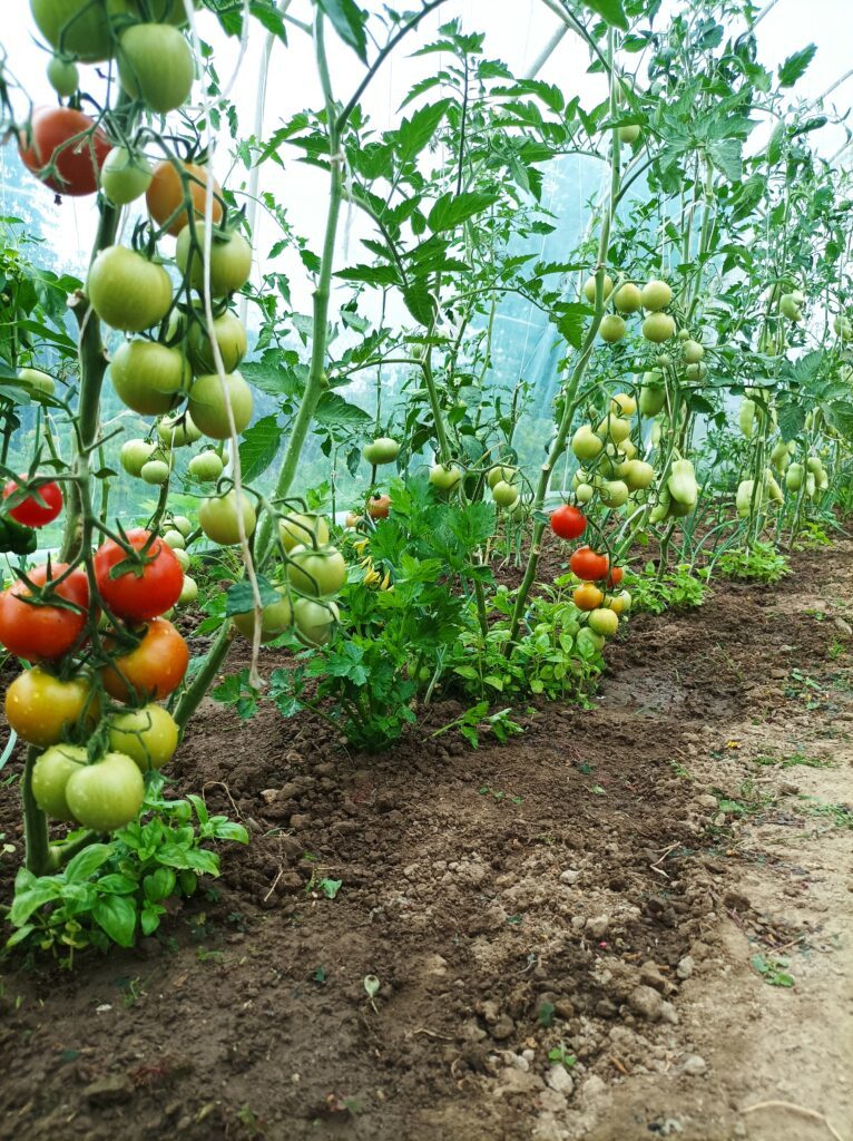 Kluczowy zabieg w uprawie pomidorów. Owoce szybko dojrzewają
