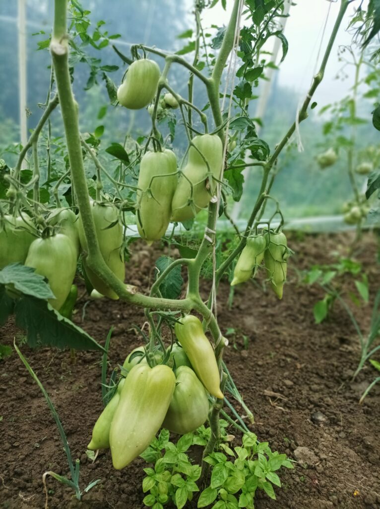 Obrywanie liści pomidorów to kluczowy zabieg Usuń wszystkie dolne liście pomidorów, a będą obficie owocować