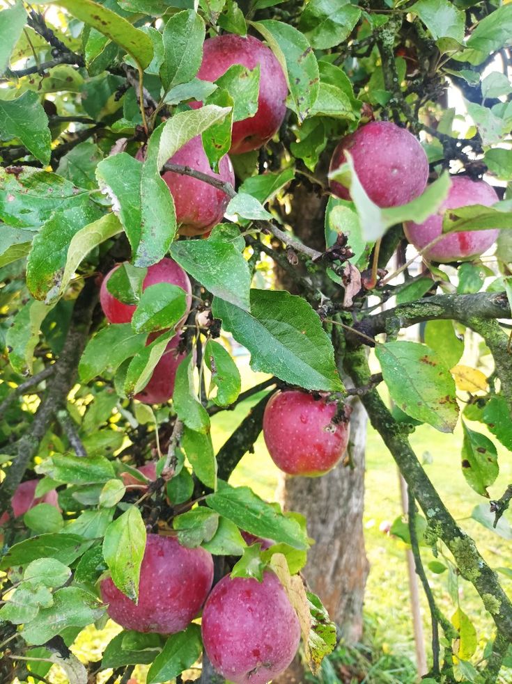 Jabłka, stara jabłoń w ogrodzie Zdrowe z ogródka