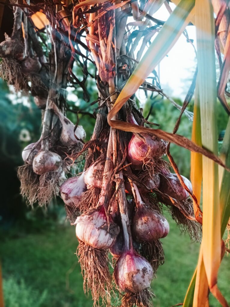 Ekologiczny czosnek suszony w naturalny sposób – zachowuje intensywny smak i cenne właściwości zdrowotne. Proces suszenia odbywa się w kontrolowanych warunkach, bez użycia sztucznych substancji, co zapewnia najwyższą jakość i minimalny wpływ na środowisko.