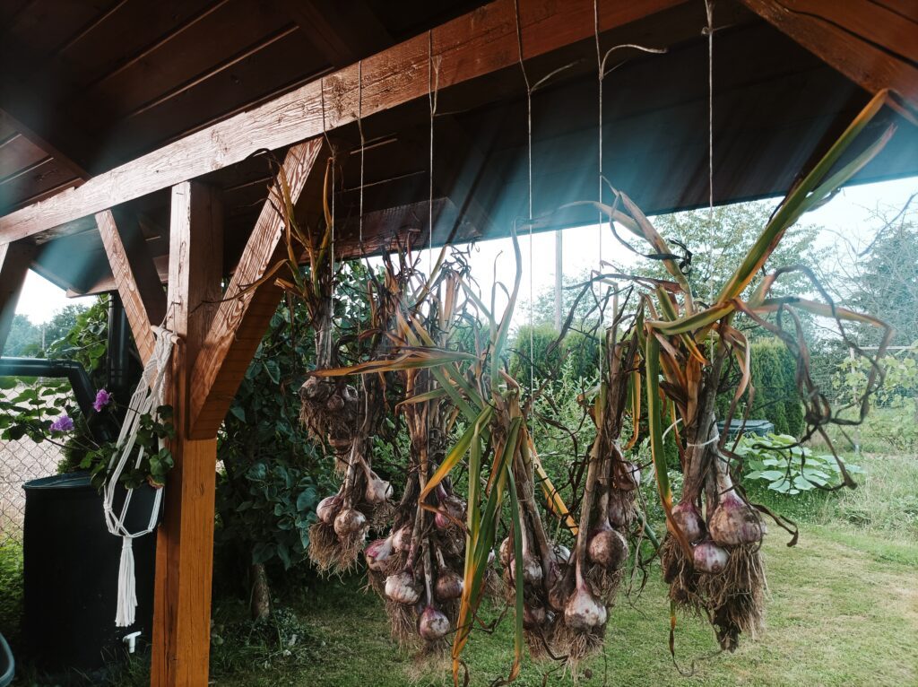 Kiedy zbierać czosnek zimowy