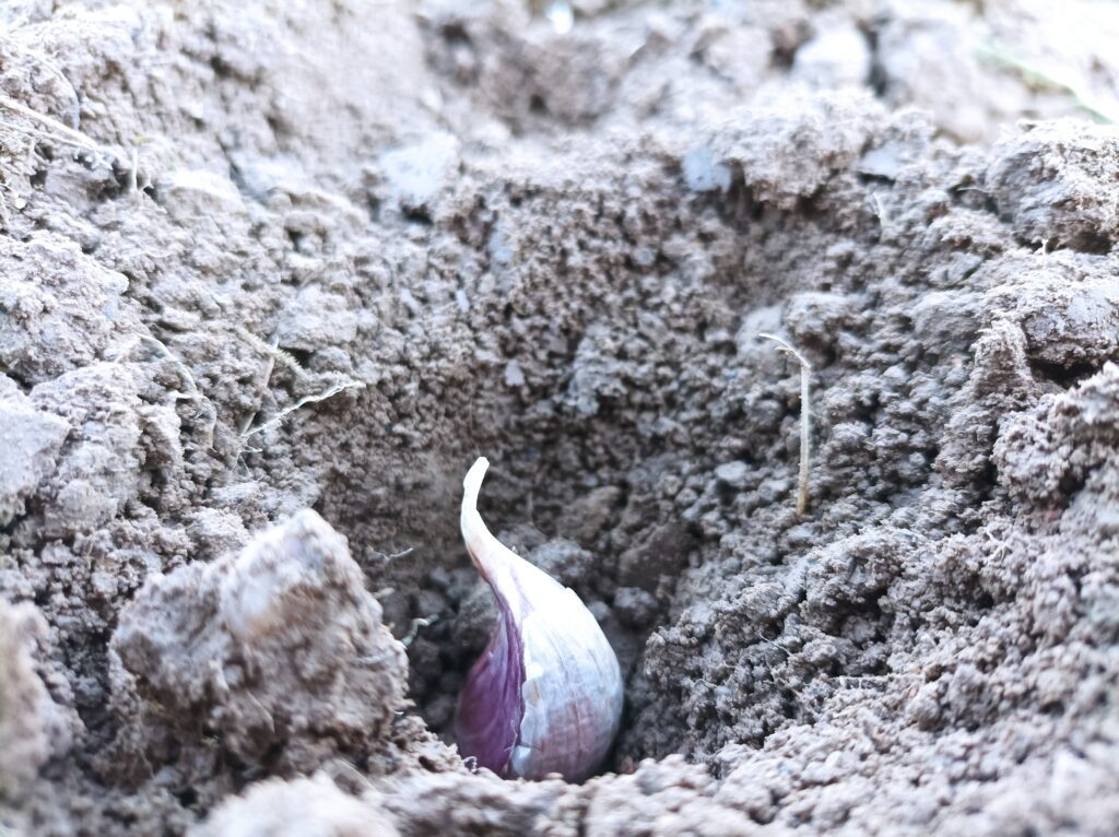 Czosnek sadzi się w dołki w pozycji pionowej na głębokość około 2,5 cm w odstępach co 15 cm
