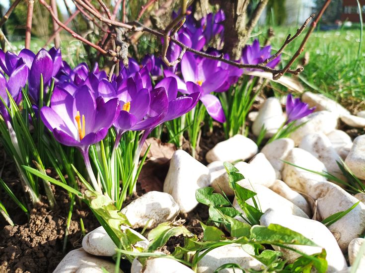 Krokusy posadzone we wrześniu zakwitną wczesną wiosną - Zdrowe z ogródka Fioletowe krokusy posadzone we wrześniu, zakwitły wczesną wiosną