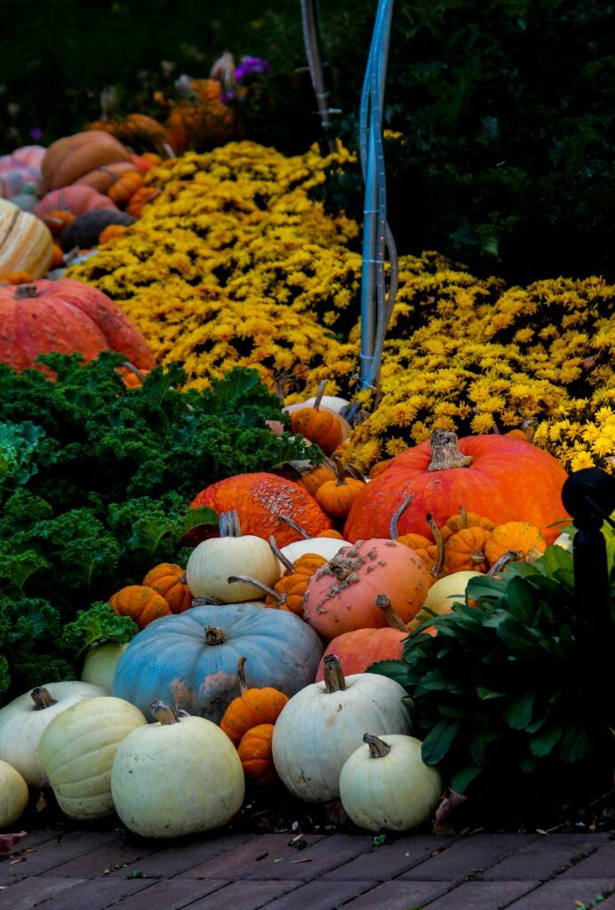 Widok pola pokrytego różnymi rodzajami dyń, w tym dyniami o różnych kształtach, rozmiarach i kolorach. Dyń jest wiele, od dużych pomarańczowych po mniejsze i bardziej nietypowe odmiany."