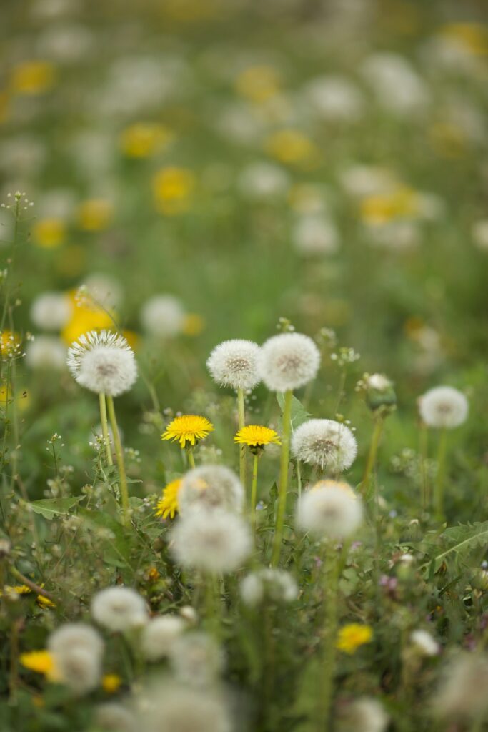 Chwasty na trawniku mniszek lekarski
