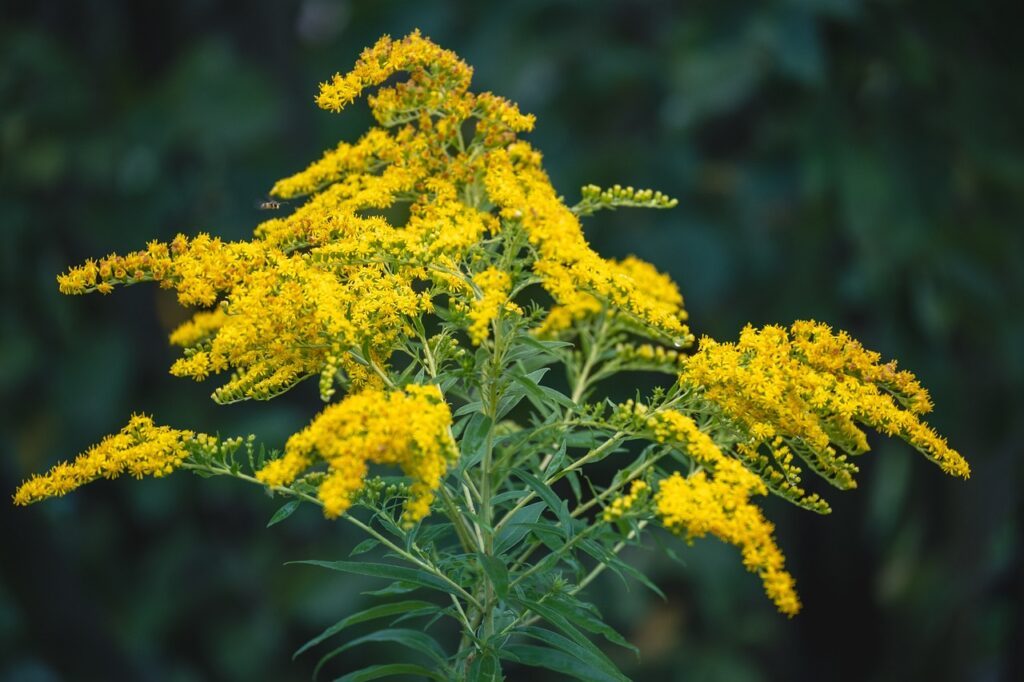 Nawłoć właściwości przeciwzapalne, przeciwbólowe i moczopędne