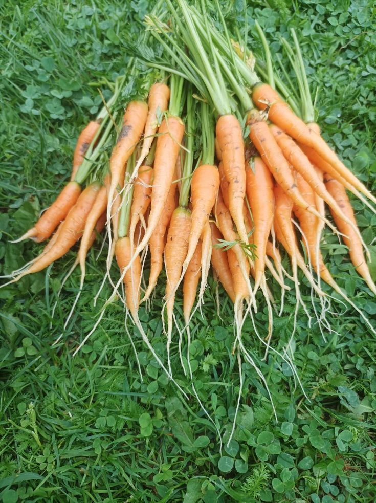 Prace w ogrodzie w październiku wykopywanie marchewki